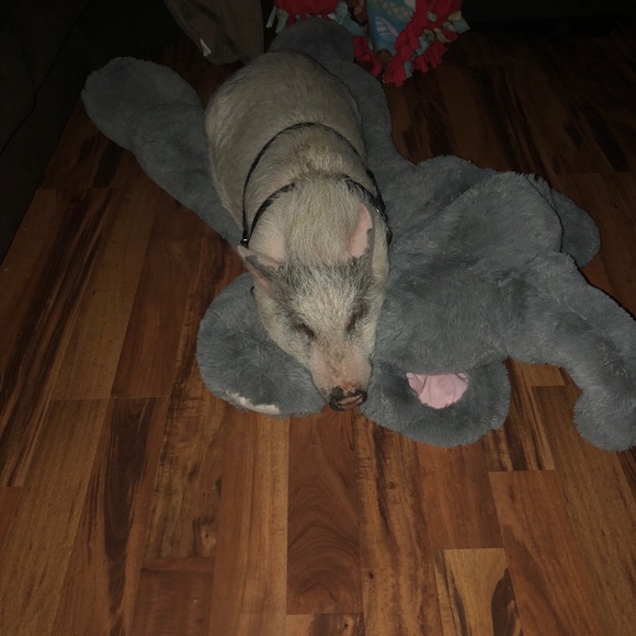 Help me raise money for expenses 4 this little guy - Picture 7 of 8